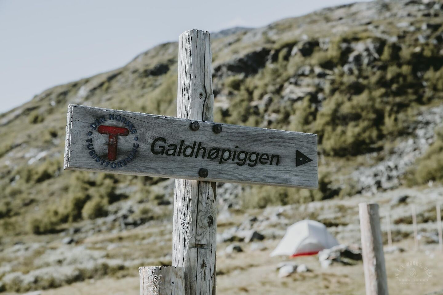 galdh-piggen-hike-on-the-top-of-scandinavia-in-the-woods-dear