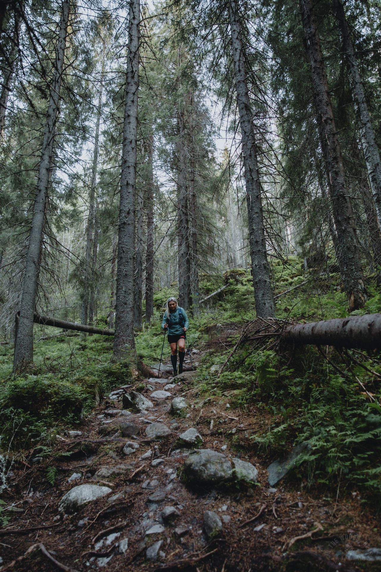 Koli Herajärven kierros Trail 61 km – Ultra Trail Run - In the Woods, Dear