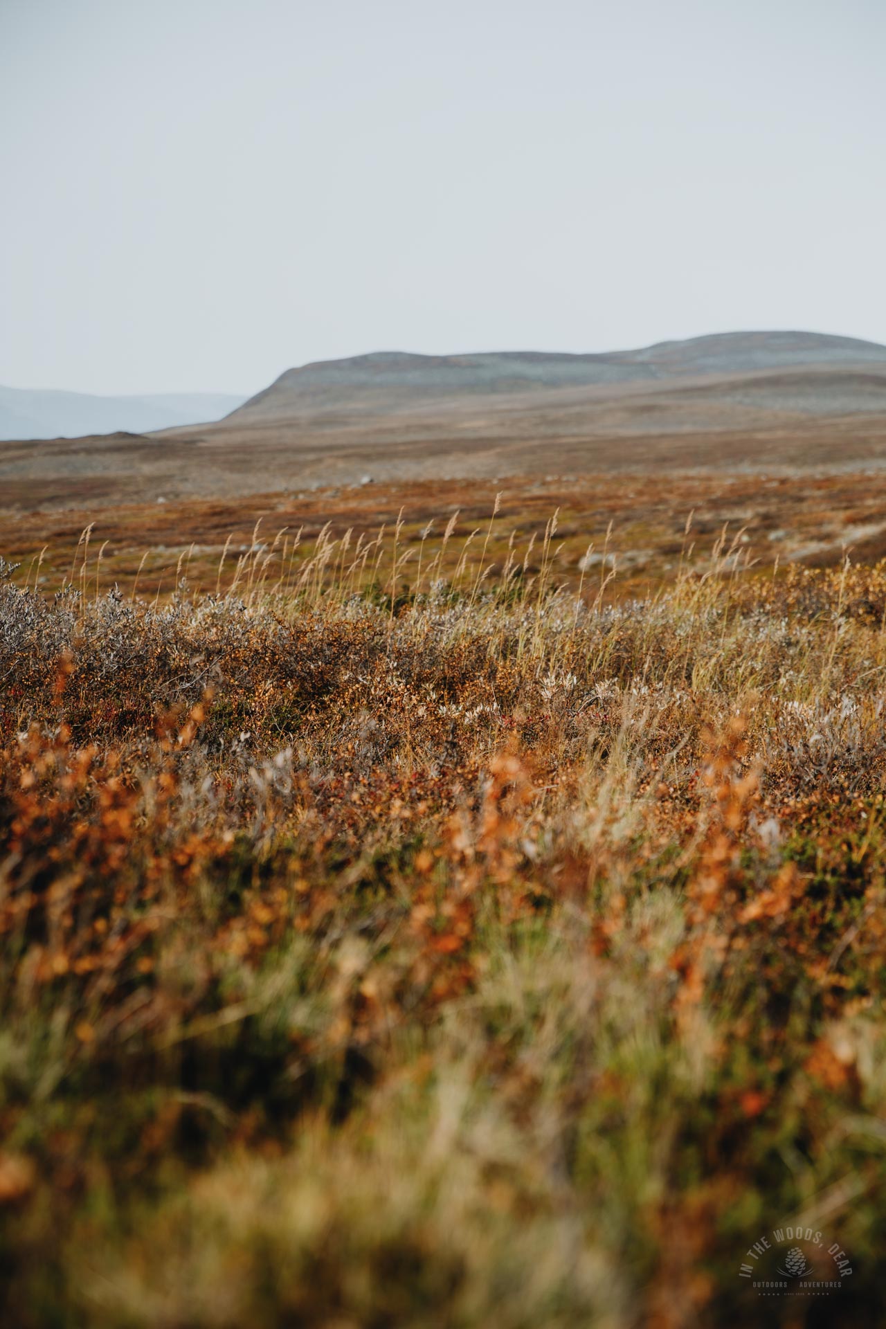 Arctic Trail autumn foliage