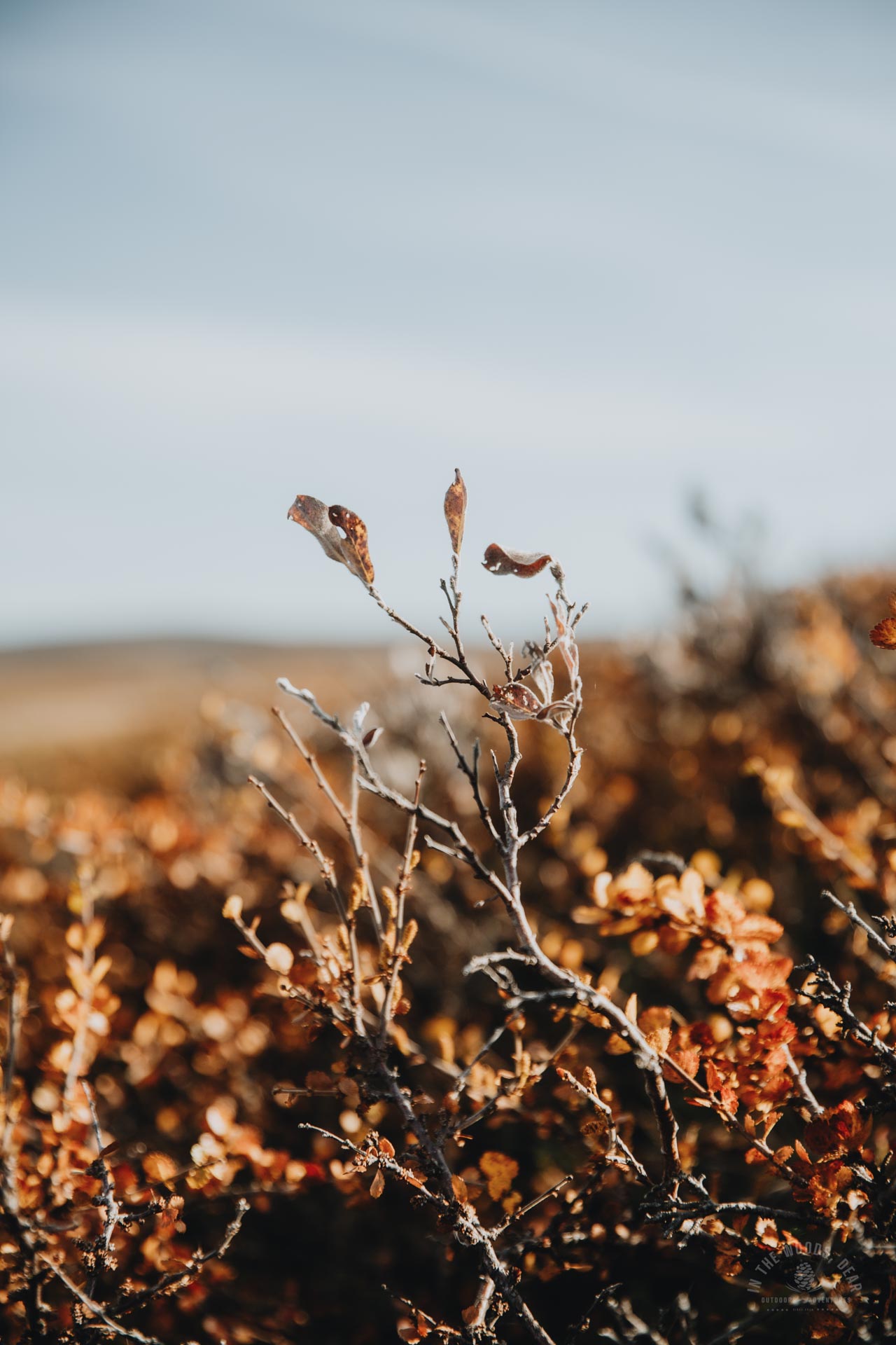 Reisadalen in autumn