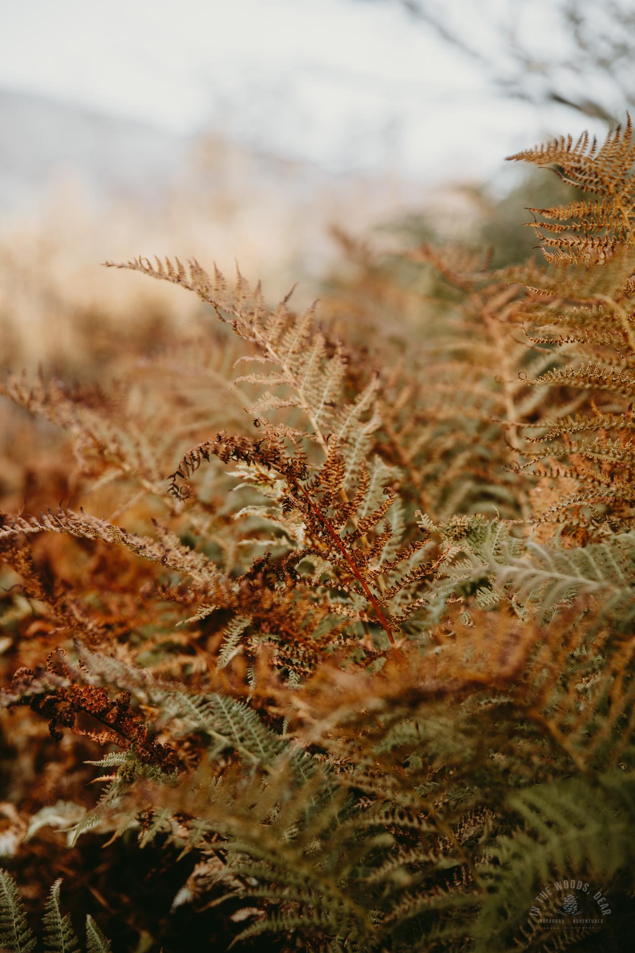Reisadalen in autumn, Arctic Trail