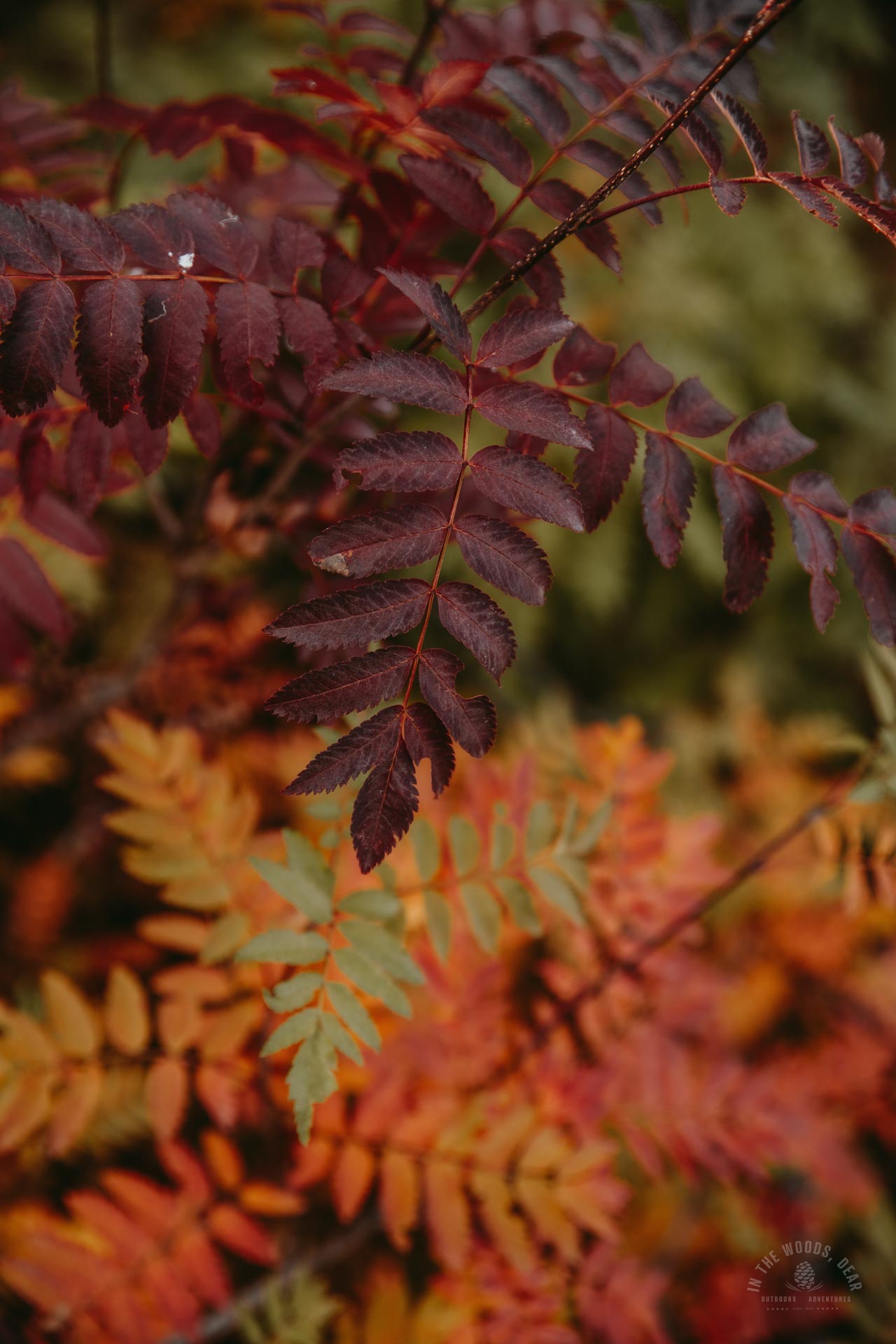Reisadalen in autumn, Arctic Trail
